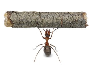 mrówka pracująca